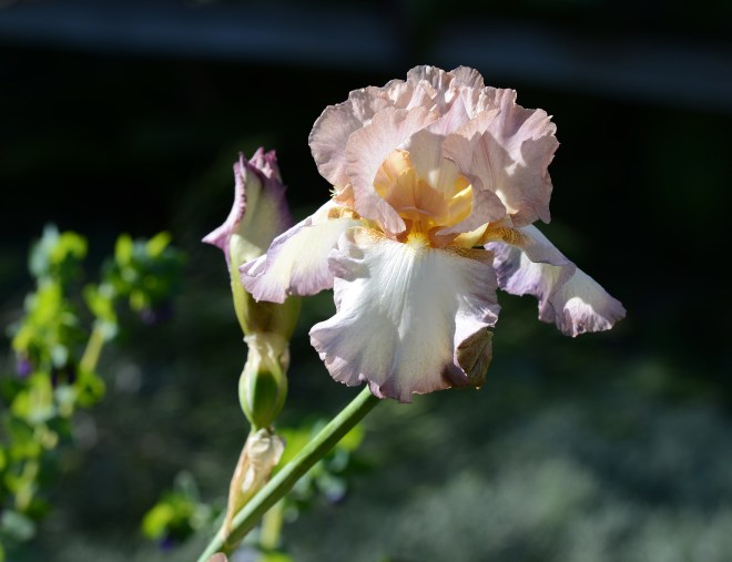 Iris_DSC_0858