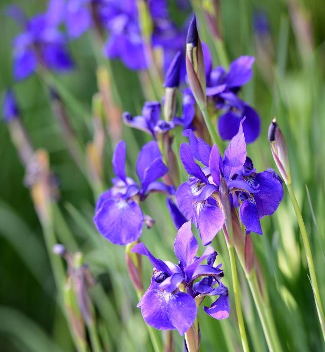 Iris_DSC_0899