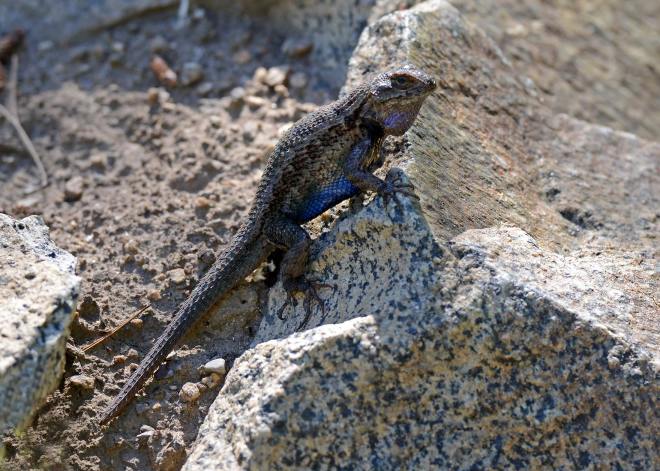 Lizard_DSC_0844