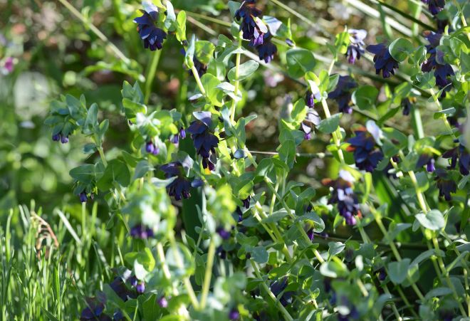 Purple-Drops_DSC_0861