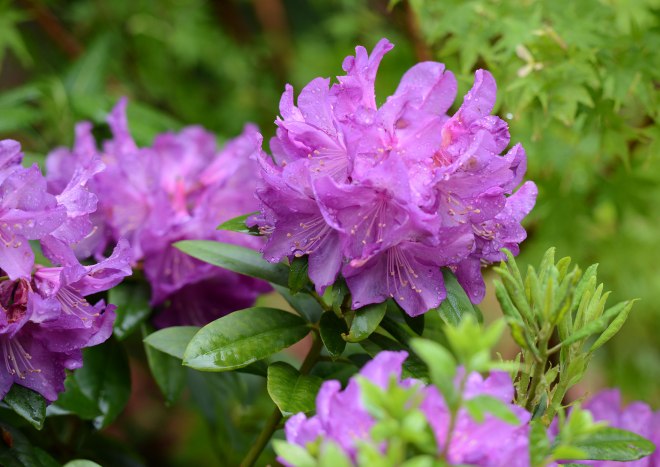 Rhododendrum_DSC_1355