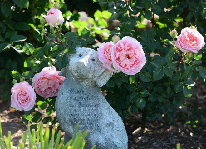 Rose_Dog_DSC_0573