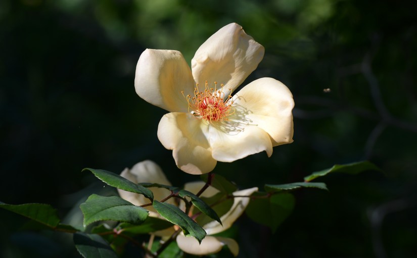 Wordless Wednesday: WPA Garden in&nbsp;Spring