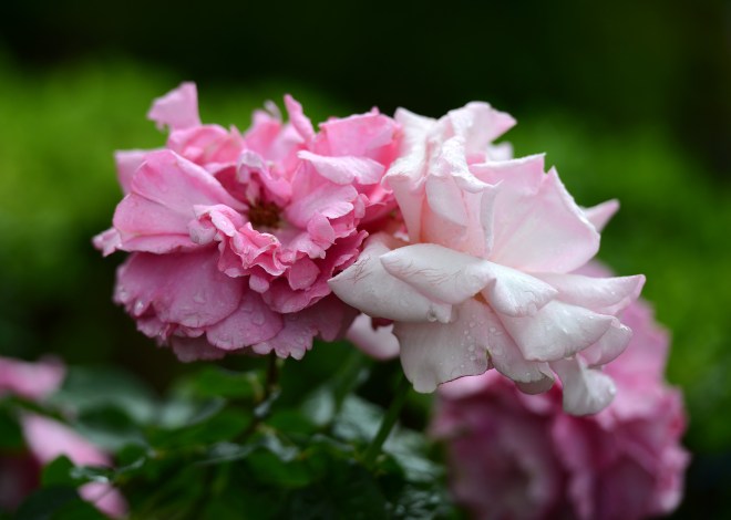 Roses_DSC_1345