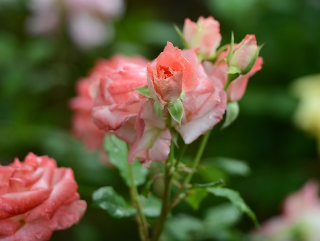 Roses_DSC_1346