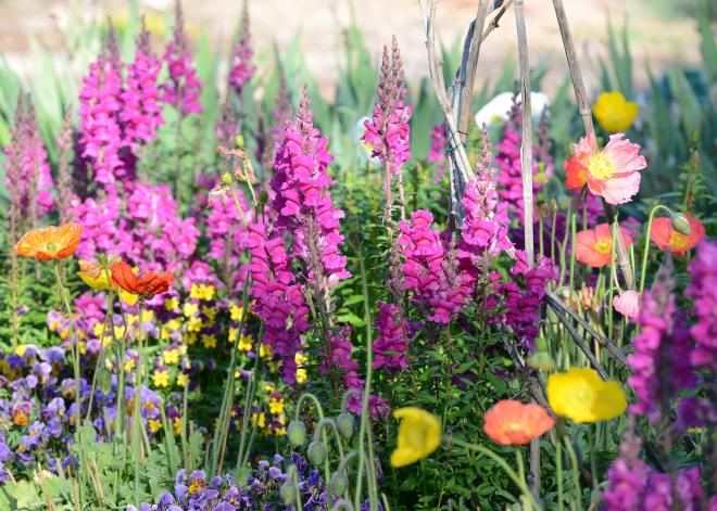 Snaps-Poppies_4_14_DSC_0284