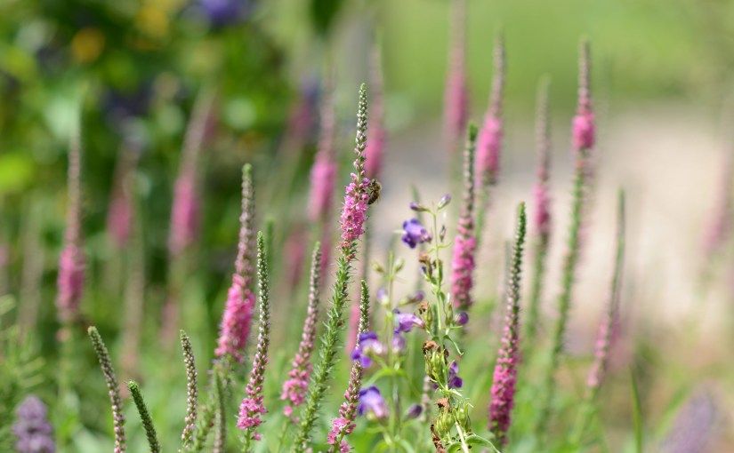 Wordless Wednesday: Pink