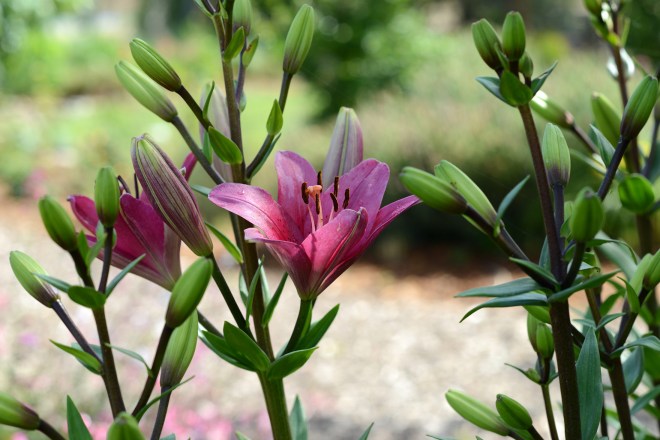 Asiatic-Lily_DSC_2892