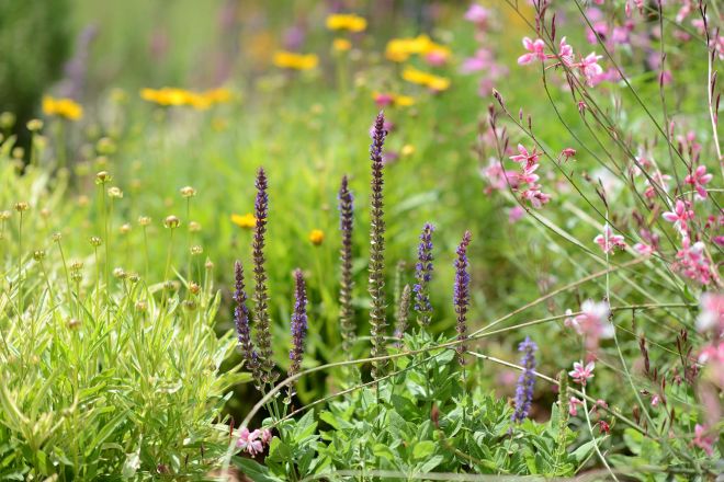 Blue-Salvia_DSC_3094