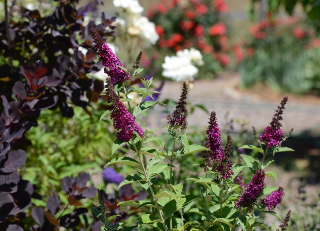 Butterfly-Bush_DSC_2429