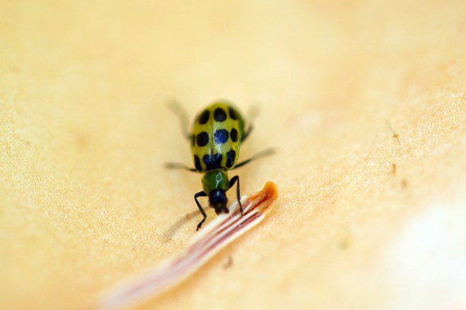 Cucumber-Bug_DSC_0539