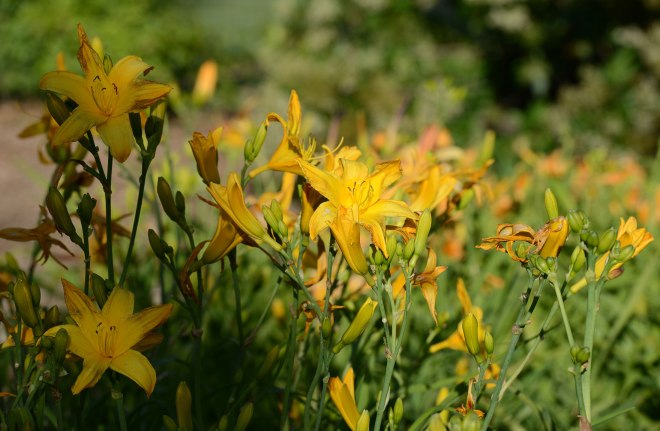Daylily_evening_DSC_3760