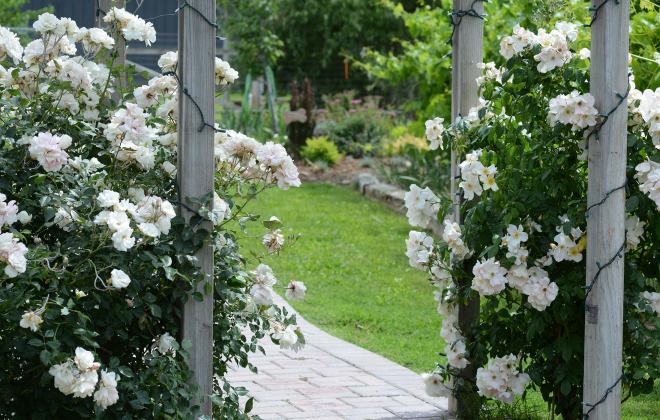 Garden-arbor_DSC_2214