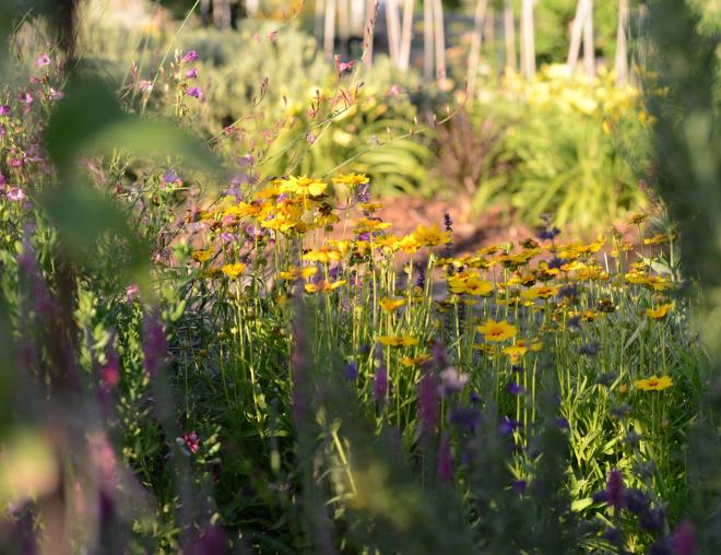 Garden_Evening_DSC_3799
