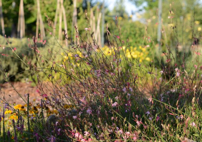 Garden_Evening_DSC_3800