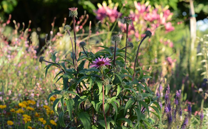 Wordless Wednesday: Evening&nbsp;Light