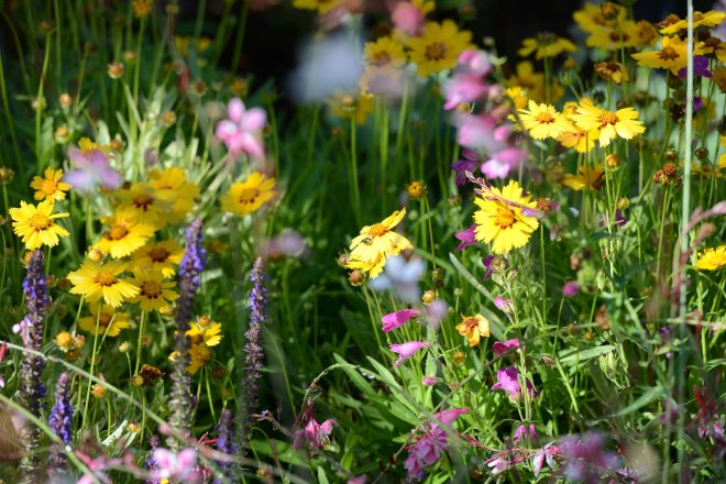 Hummingbird-Garden_DSC_3613