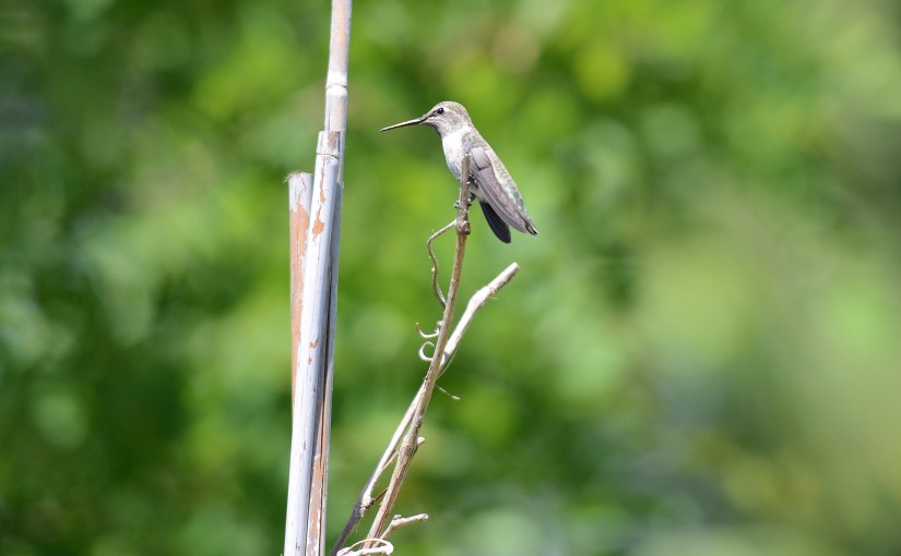 On a Wing and a&nbsp;Prayer
