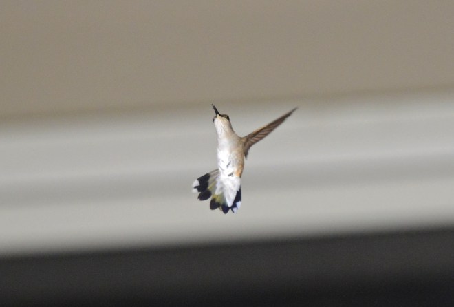 Hummingbird_DSC_3279