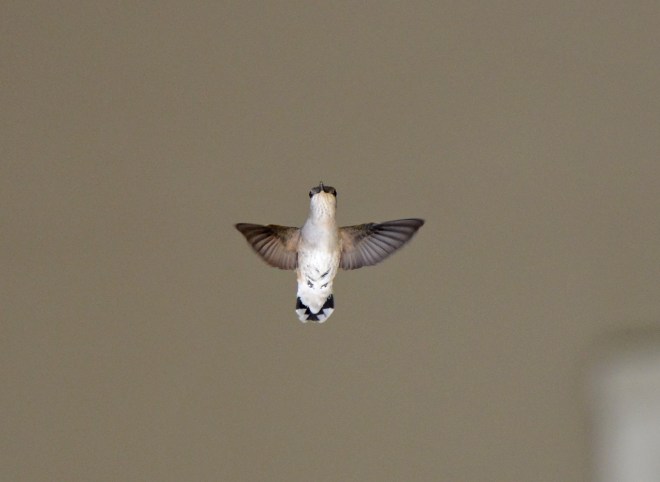 Hummingbird_DSC_3280