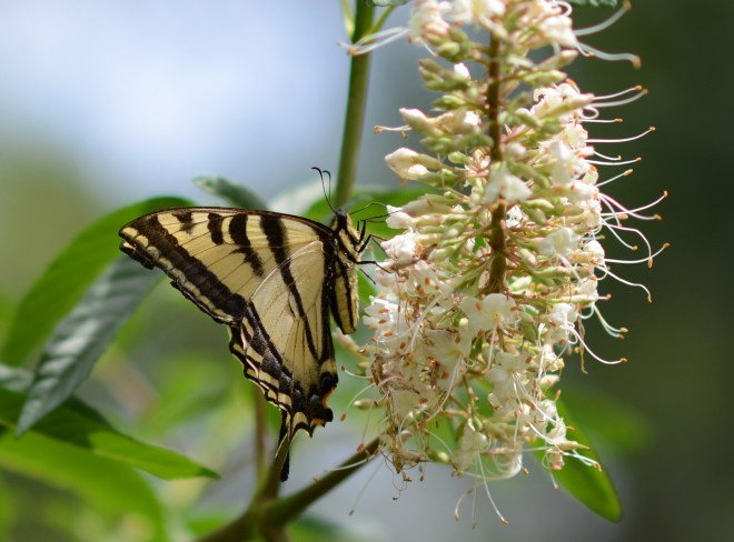 Monarch2_85_DSC_1831