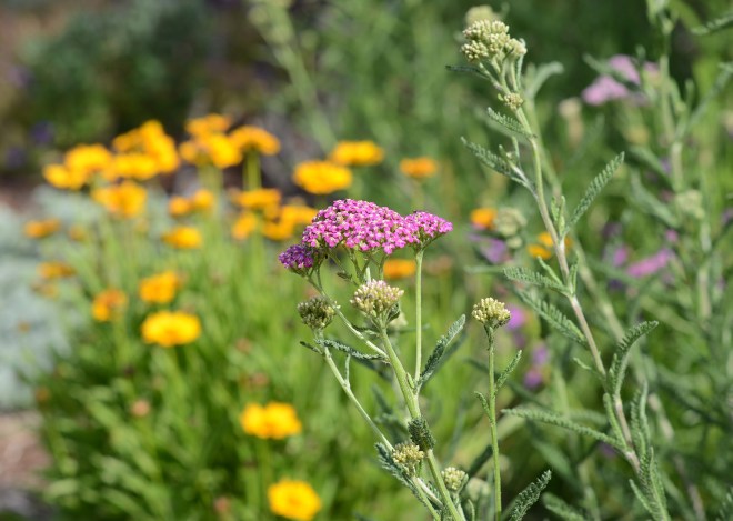Pink-Yarrow_DSC_2879