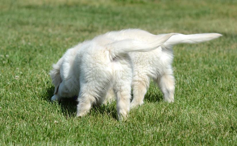 Wordless Wednesday: Heads or&nbsp;Tails?