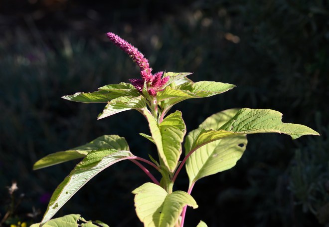 Amaranthus_DSC_5203