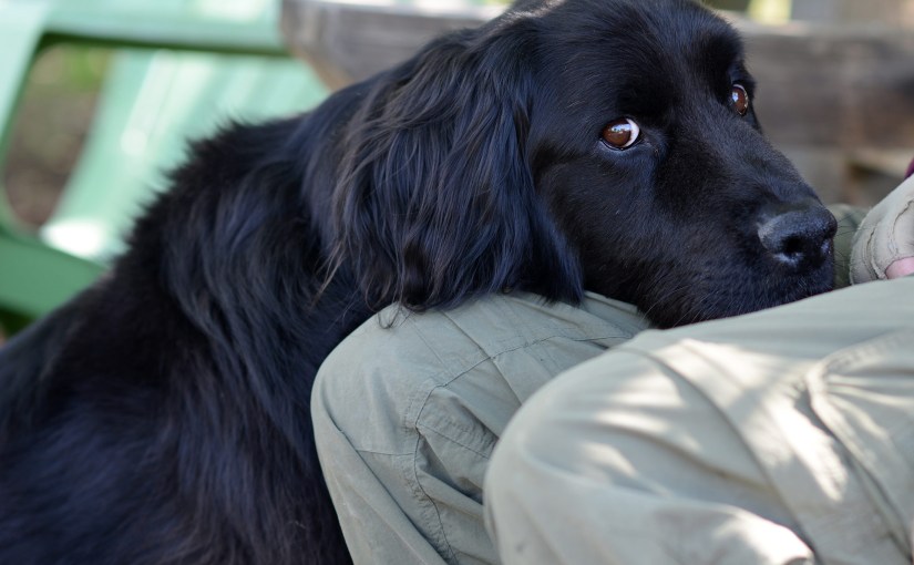 Wordless Wednesday: Farewell Sweet&nbsp;Balou