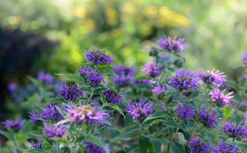 Kiss of the evening&nbsp;sun