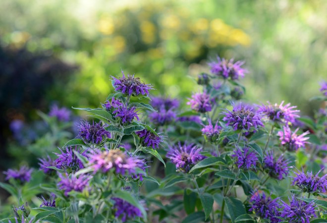Bee-Balm_DSC_5184