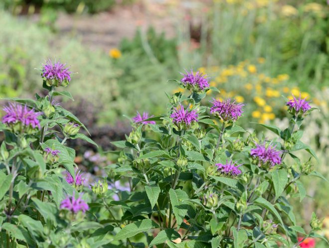 BeeBalm_DSC_4790