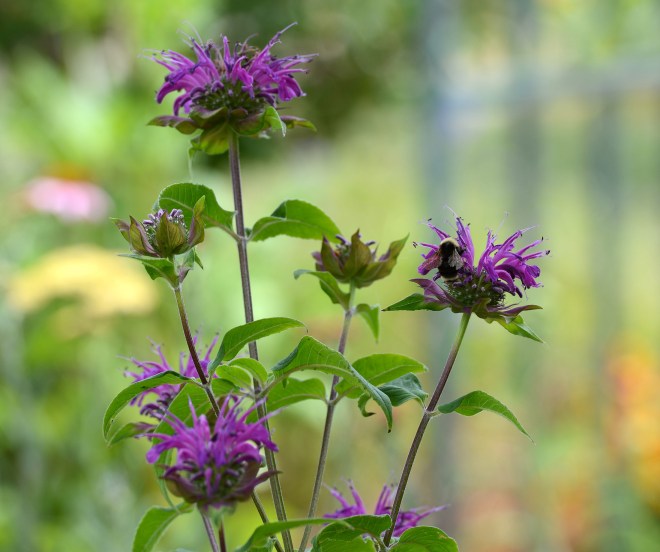 BeeBalm_DSC_4873