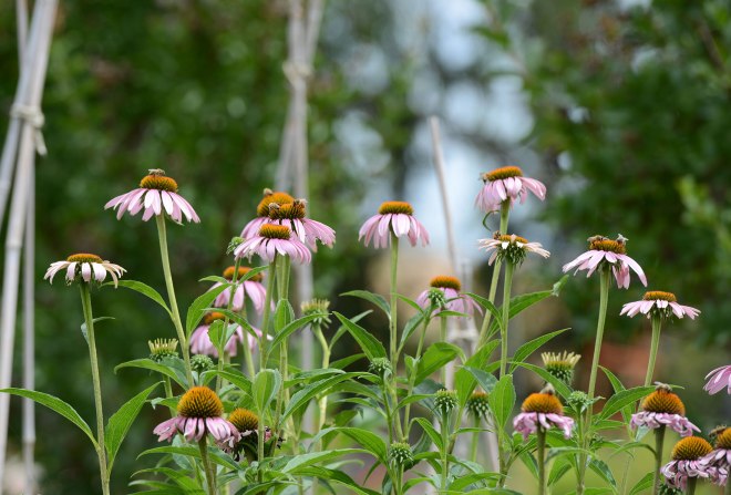 Coneflower_DSC_4884