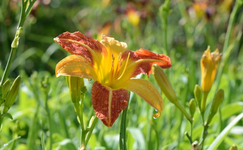Wordless Wednesday: Daylily- Fleeting&nbsp;Beauties