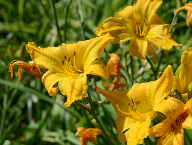 DayLily_DSC_3945