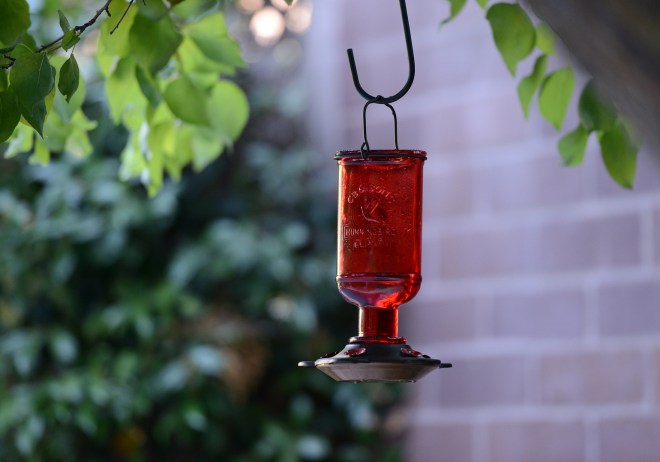 Hummingbird-Feeder_DSC_5324