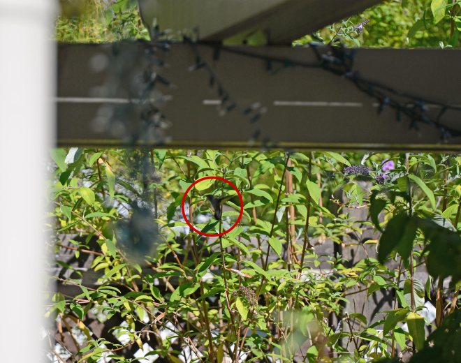 Hummingbird_Day19_Firstflight_DSC_5436