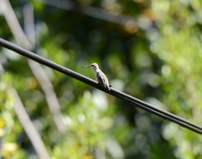 Hummingbird_Day19_Firstflight_DSC_5447