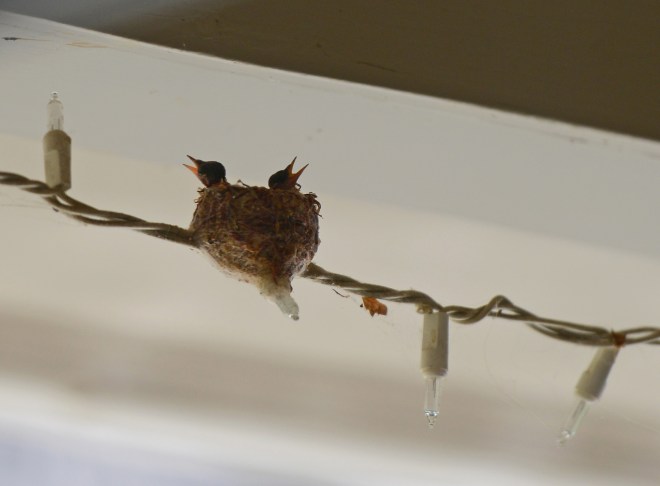 Hummingbird_Day3_DSC_4696