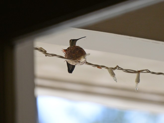 Hummingbird_Day3_DSC_4708