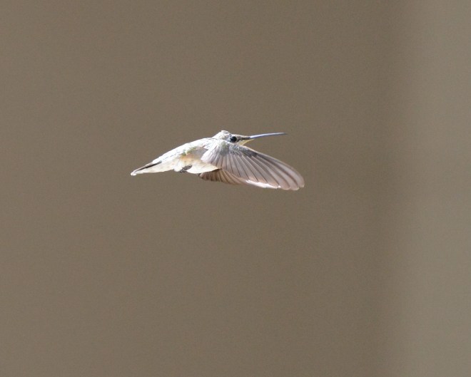 Hummingbird_DSC_4161