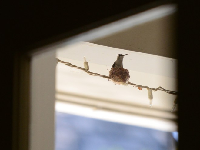 Hummingbird_DSC_4653