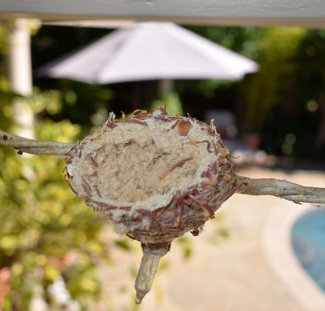 Hummingbird_EmptyNest