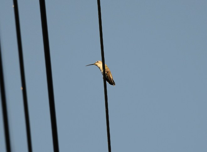 Hummingbird_Mama_DSC_5318