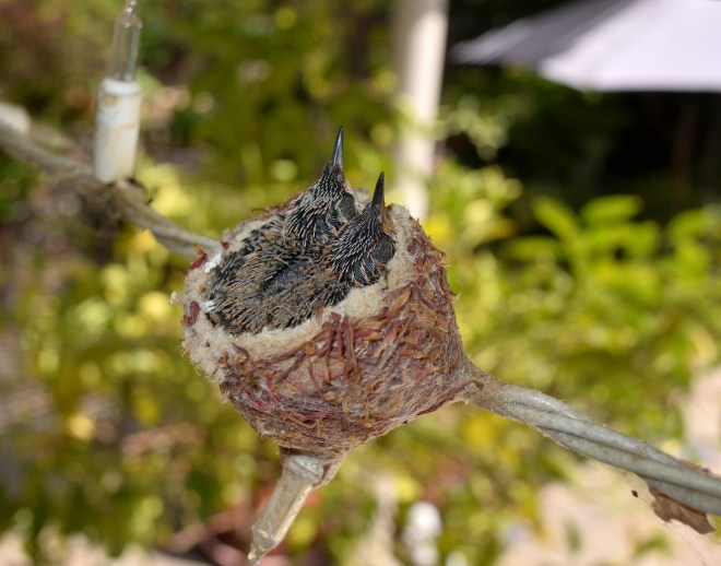 Hummingbirds-Day9_DSC_0627