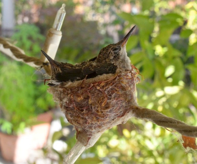 Hummingbirds_Day13_2_DSC_0644