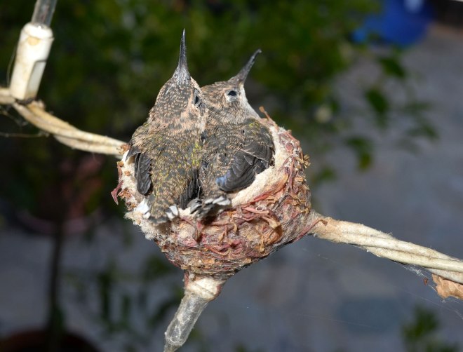 Hummingbirds_Day14_DSC_0652