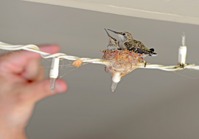 Hummingbirds_Day17_DSC_5359