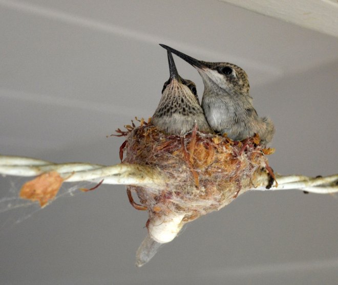 Hummingbirds_Day19_DSC_0684